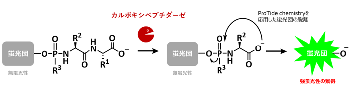 開発した蛍光プローブの活性化メカニズム （発表論文より抜粋）