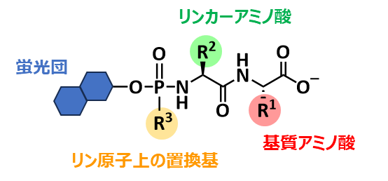 図1. 蛍光プローブの分子設計 (1)蛍光団、(2)リン原子上の置換基、(3)リンカーアミノ酸、(4)基質アミノ酸の各モジュールを組み合わせることで、所望の蛍光プローブを開発できる。