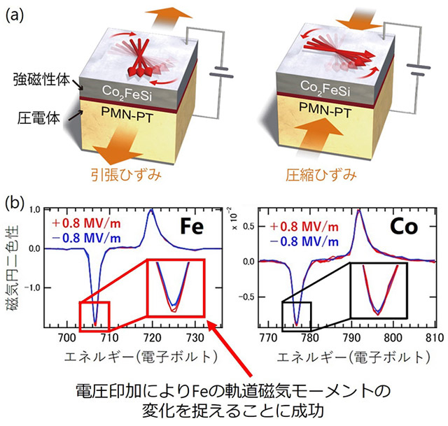 図1 （a）界面マルチフェロイク構造の模式図。（b）FeとCoに関する電界印加中のX線磁気円二色性（XMCD）スペクトル。 