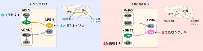 水分摂取および塩分摂取を抑制するフィードバック制御機構