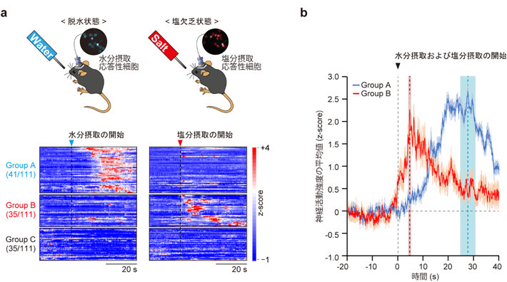 図1 それぞれ水分摂取および塩分摂取に特異的に応答するLPBNの異なるCckニューロン集団。 a. 水分摂取および塩分摂取に対する応答性からCckニューロンは3つの集団に分類された。 b. 水分および塩分摂取に対するGroup Aと Group Bの応答性。