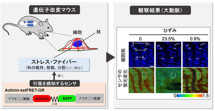 遺伝子改変マウスと観察結果（大動脈）