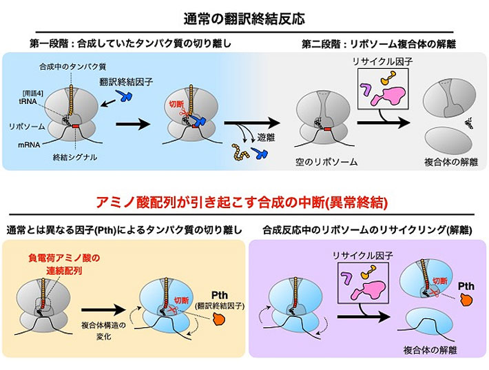 通常の翻訳終結反応とアミノ酸配列が引き起こす合成の中断（以上終結）