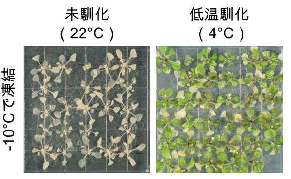 図1 低温馴化した植物と未馴化の植物の凍結耐性の違い シロイヌナズナは、低温（4℃）を予め処理することにより-10°Cでも生存することができる。