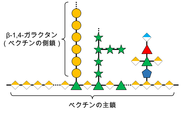 図2 ペクチンの側鎖に見られるβ-1,4-ガラクタンの構造 植物細胞壁に含まれる多糖の一種であるペクチンには、側鎖としてガラクトース（黄色い丸）が連なったβ-1,4-ガラクタンがある。