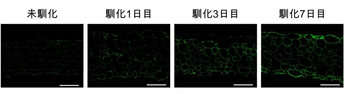 図3 葉の組織内でのβ-1,4-ガラクタンの蓄積の様子 シロイヌナズナの葉において、低温馴化過程でβ-1,4-ガラクタン（緑色の蛍光）が組織全体に蓄積する様子が観察された。スケールバーは50 µmを表す。