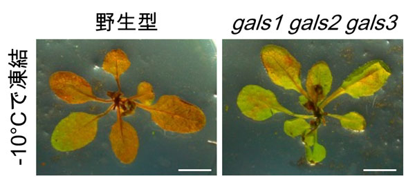 図4 シロイヌナズナの野生型とβ-1,4-ガラクタンを合成できない変異体の凍結耐性 低温馴化したシロイヌナズナを-10°Cの凍結温度に曝した後に、生きている組織が赤く染まる染色液に浸して凍結耐性を評価した。その結果、β-1,4-ガラクタンの合成量が低下したgals1 gals2 gals3は、野生型に比べて凍結耐性が低下していることがわかった。スケールバーは10 mmを表す。