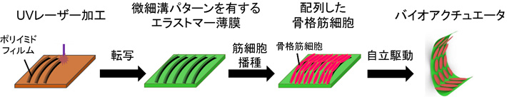 図1 微細溝パターンを有するエラストマー薄膜と、配列した骨格筋細胞からなる バイオアクチュエータ 