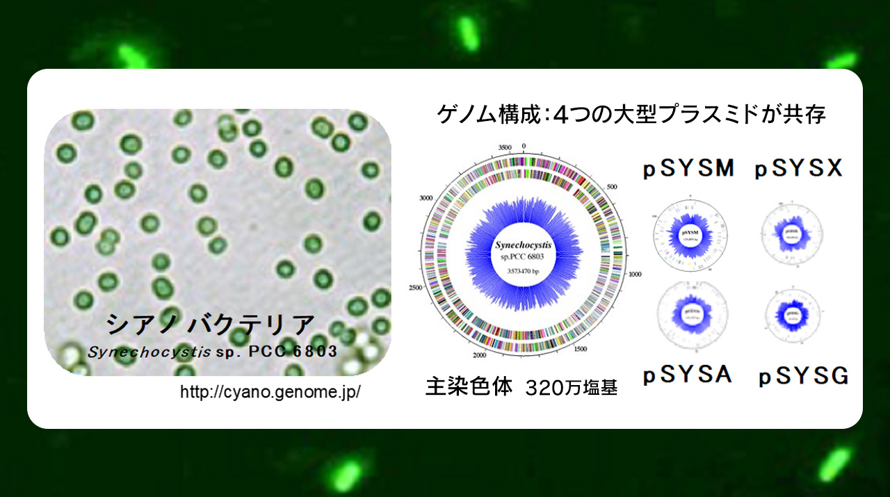 バクテリアとファ-ジの遺伝学 分子生物学・バイオテクノロジ-の基盤/シュプリンガ-・ジャパン/エドワ-ド・Ａ．バ-ジ（単行本） 遺伝子工学 第2版 (新バイオテクノロジーテキストシリーズ