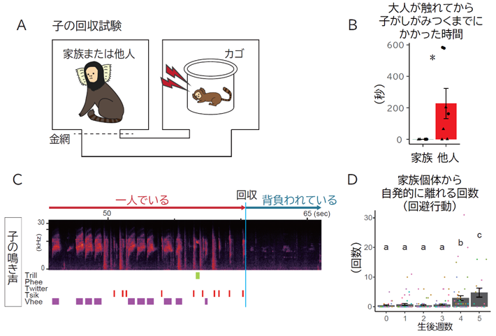 図1 子の回収試験 （A）実験の模式図。家族から引き離した子どもをカゴに入れて右のケージに、家族個体の1頭を左のケージに入れた。金網を取り除いたのち、子どもと家族個体の行動を観察した。（B）子どもは家族と見知らぬ個体とを区別し、家族が助けに来てくれるとすぐにしがみつく。（C）子どもの鳴き声のスペクトログラム（上）と鳴き声の種類（下）。幼い子どもはひとりでいると鳴いて助けを呼び、背負われるとすみやかに鳴き止む。（D）幼い子どもは家族にしがみついて過ごし、自発的に離れることはまれ。