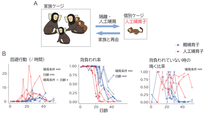 図3 人工哺育により家族との交流が制限された子どもの愛着行動 （A）実験方法。家族と再会した際の子どもと家族との関係性を評価した。（B）左：人工哺育子は家族に背負われることを避けることが多かった。 中央：人工哺育子は背負われずにひとりで過ごす時間が長くなった。 右：親哺育子は成長するとひとりでも鳴かずに過ごすようになったが、人工哺育子は成長してもひとりになると激しく鳴いて不安を訴えた。