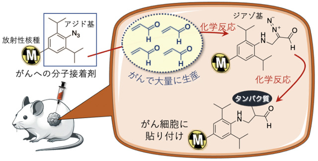 がんへの分子接着剤によるラジオセラノスティクスの概念図