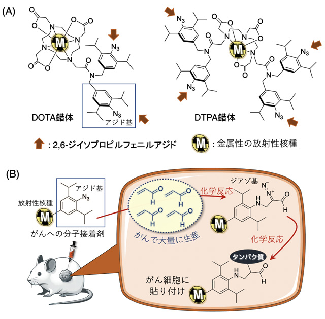 図1 放射性核種を含む錯体の構造とがん細胞への放射性核種の接着機構 （A）DOTA（1,4,7,10-テトラアザシクロドデカン-1,4,7,10-テトラ酢酸）錯体とDTPA（ジエチレントリアミン-N,N,N',N'',N''-五酢酸）錯体の構造。矢印の箇所に、がん細胞への分子接着剤として機能するアジド基を付加した。（B）がん細胞内で大量に生産されるアクロレイン（破線内）との化学反応により、錯体に付加したアジド基がジアゾ基に変化する。ジアゾ基とがん細胞内タンパク質が結合することで、放射性核種もがん細胞内に長くとどまる。