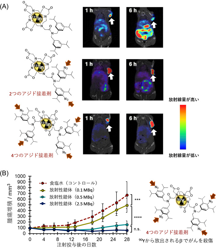 図2 アジド基を接着剤としたがんの放射線イメージングと治療 （A）アジド基なし／アジド基2つ／アジド基4つの111In放射性錯体をそれぞれゼノグラフトモデルマウスのがん部位に注射し、放射線分布をSPECTイメージングで解析した。アジド基を増やすにつれて、がんへの滞留性が向上した。（B）アジド基を4つ持つ90Y放射性錯体をゼノグラフトモデルマウスに注射し、その抗腫瘍効果を調べた。90Yから放出されるβ-線にはがん殺傷効果がある。放射線の量を上げることにより、高い抗腫瘍効果が得られた。