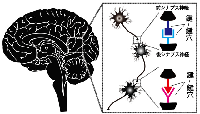 図1 「鍵-鍵穴分子」による神経接続 