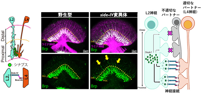 図3 Side-IVはDsyd-1の局在を正確に規定することで適切な神経回路形成を行う。 L2神経とL4神経はProximal領域に相互シナプスを形成する。トランスクリプトーム解析より、L2神経でside-IVが、L4神経でbeat-IIbが発現していることが予想されていた。side-IV変異体（Side-IVを欠損させたもの）はDistal領域に異所性シナプスを誘導し、その結果不適切なシナプス結合が発生する。正常な神経においてはSide-IVはBeat-IIb依存的にProximal領域に限定した局在を示し、Dsyd-1をProximal領域に集積させ、Distal領域に漏出しないように制御する。これによって、L2神経は適切なパートナーであるL4神経とのシナプス接続を促進すると同時に、不適切なパートナーとの誤接続を抑制する。