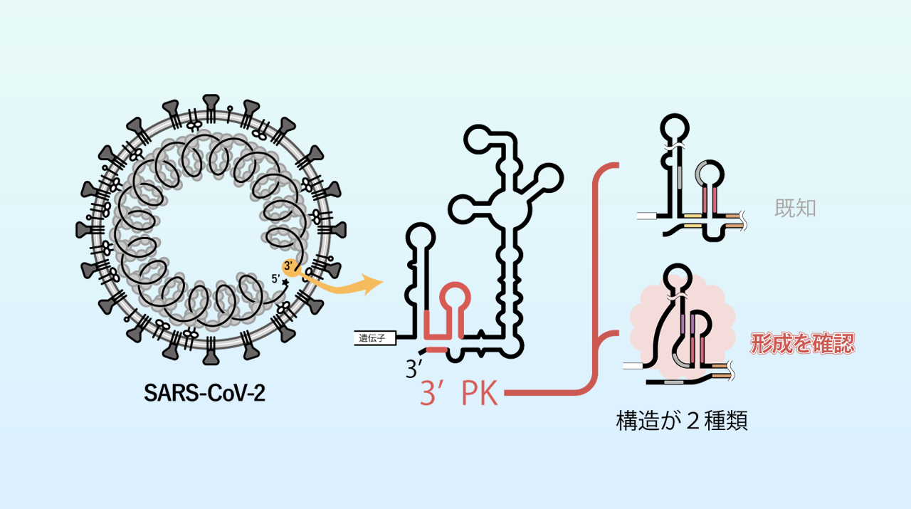 SARS-CoV-2の転写開始の鍵となるRNA構造を同定