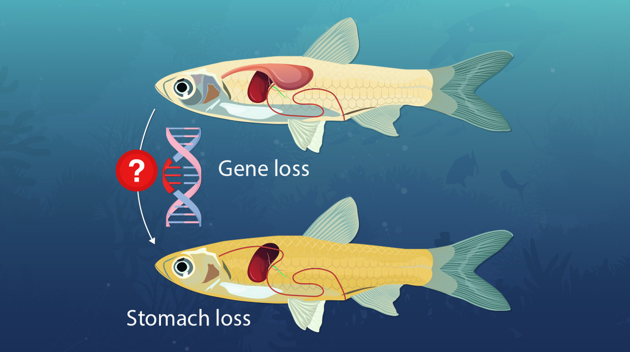  胃を持たない魚類が収斂（しゅうれん）的に失った遺伝子を特定