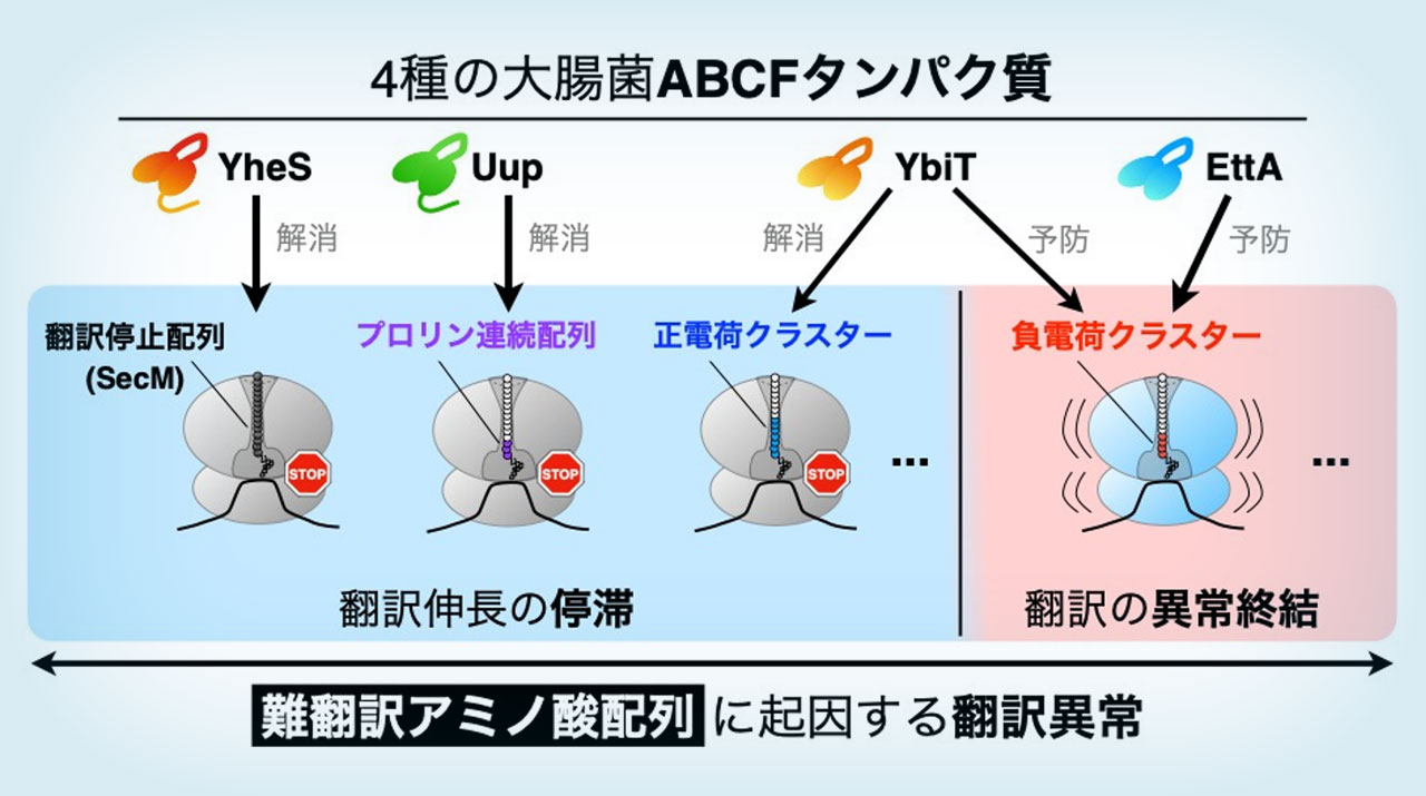 細胞内で発現しにくいタンパク質の合成を促進する翻訳因子を発見