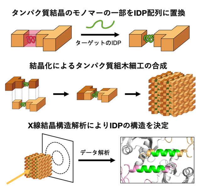 ふらふらな分子を止めて構造を見るタンパク質の「組木細工」～無細胞タンパク質結晶化による天然変性タンパク質迅速構造決定～