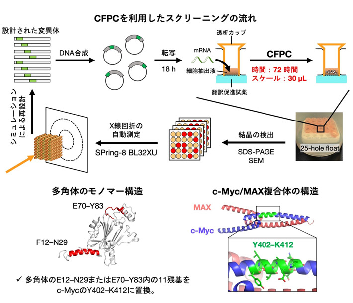 図2 多角体のCFPCスクリーニングを活用したc-Mycの構造決定 