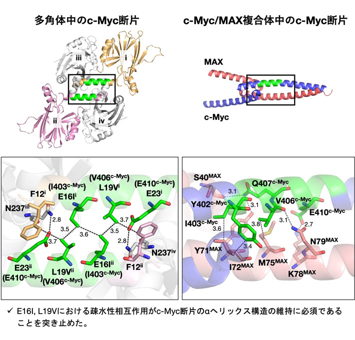 図3 c-Myc由来の11残基を固定化した多角体の結晶構造 