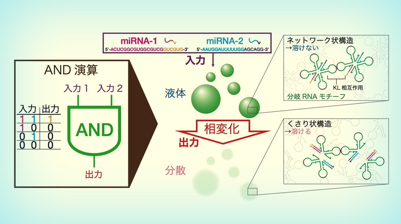 複数のマイクロRNAを同時検出する「RNA液滴コンピュータ」の開発に成功