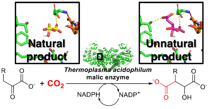 JACS Au（doi.org/10.1021/jacsau.4c00290）から引用