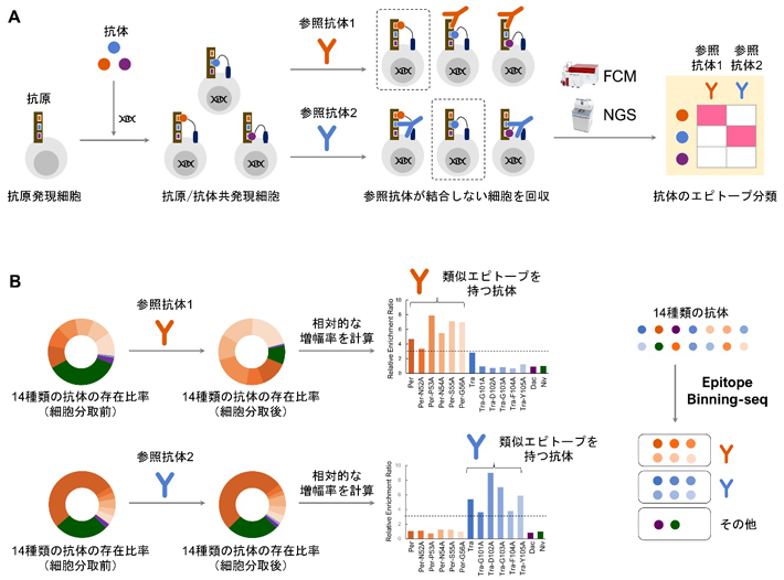 図1 Epitope Binning-seqによる抗体分類 （A）Epitope Binning-seqの概要。抗原発現細胞の遺伝子改変により、抗体を細胞膜上に発現させ抗原と結合させる。蛍光標識した参照抗体と細胞を反応させ、参照抗体が結合しない細胞をフローサイトメトリー（FCM）で回収し、ゲノム配列を次世代シークエンシング解析（NGS）で同定する。これにより参照抗体と類似のエピトープを持つ抗体の配列が同定される。（B）14種類の抗体を混ぜたモデル抗体ライブラリーのエピトープ分類。抗原HER2に結合する参照抗体1あるいは参照抗体2と類似のエピトープを持つ抗体をそれぞれ6種類ずつ、さらにHER2に結合しない抗体2種類を混ぜてライブラリーを作製した。Epitope Binning-seqの結果、14種類の抗体は全て正しいグループに分類された。