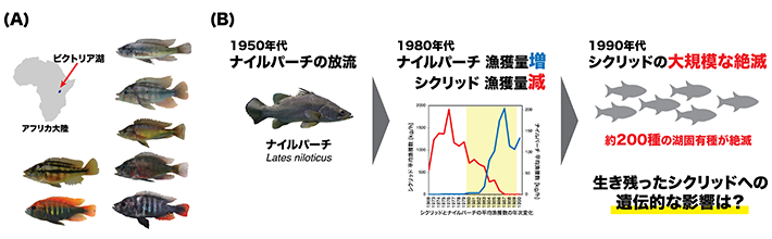 図1 ビクトリア湖のシクリッド（A）と、ナイルパーチの放流とシクリッドの漁獲数の変動の概略図（B） 