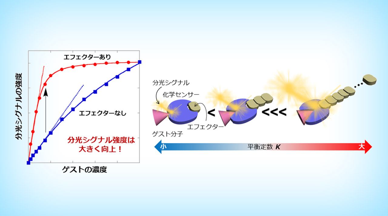 超分子ポリマー形成に起因する化学センサーの感度増幅
