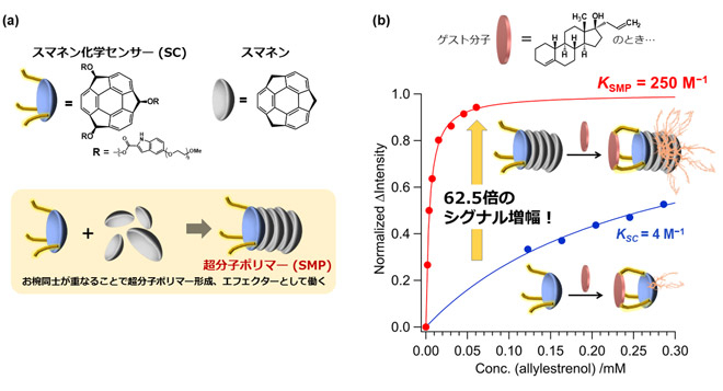 図2 スマネン超分子ポリマーによるシグナル増幅 （a）スマネン超分子ポリマーの形成機序 （b）アリルエストレノールのセンシングにおける、スマネン超分子ポリマーのダイナミックアロステリックエフェクター効果の実証