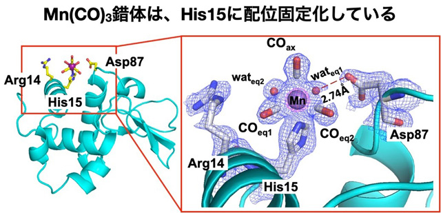 図2 Mn(CO)3-HEWL複合体の結晶構造 
