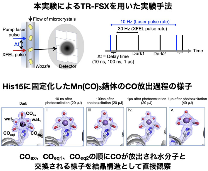 図3 リゾチーム結晶に固定化したMn(CO)3錯体のCO放出過程の直接観察 
