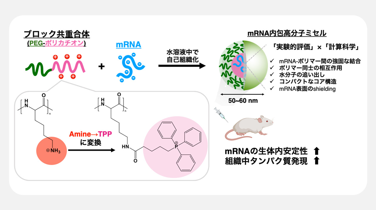伸縮耐久性に優れた新しいゴム材料の製造を実現～高分子末端の