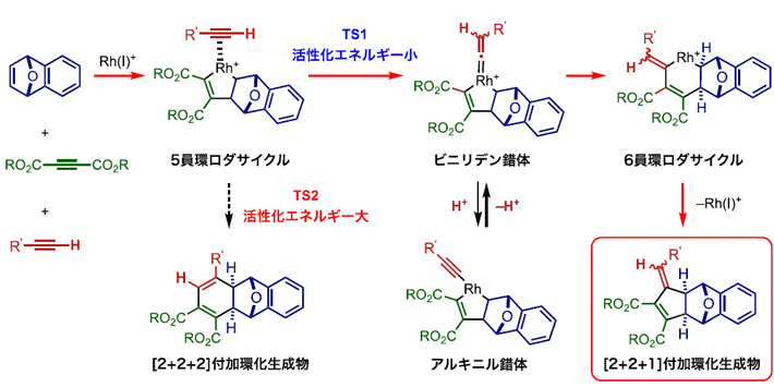 図4 反応メカニズムの解析。活性化エネルギーを比較するとTS2経路よりTS1経路が小さく、優先的に反応が進行することが考えられる。 