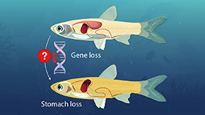 Advances in Understanding the Evolution of Stomach Loss in Agastric Fishes