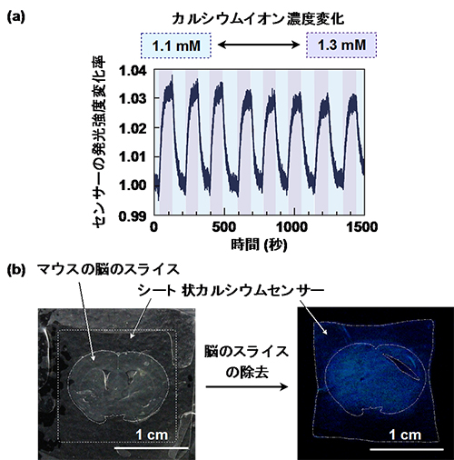 （a）本センサーによる微小なカルシウム濃度変化の検出　（b）シート状に成形したカルシウムセンサーによるマウスの脳スライスの巨視的カルシウムイメージング