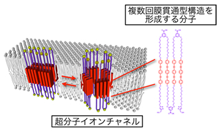 図2：膜タンパク質の立体構造を模倣した超分子イオンチャネル