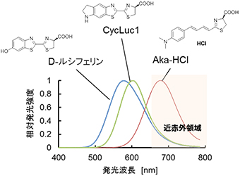 F-Lucと各基質との発光スペクトル