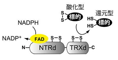 NTRCの分子構造と反応の模式図。タンパク質のアミノ基末端側（図ではNと表示）にNADPH-チオレドキシン還元酵素部分（NTRd）、カルボキシル基末端側（図ではCと表示）にチオレドキシン部分（TRXd）を持つ。NTRdに結合したフラビンアデニンジヌクレオチド（FAD）がNADPHから還元力を受け取り、NTRdとTRXdがそれぞれ持っているふた組のシステインのペアに順次伝達する。そして、最終的に標的酵素が還元される。
