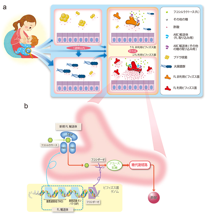 乳児腸内フローラ形成とビフィズス菌によるフコシルラクトース（FL）利用の分子機構