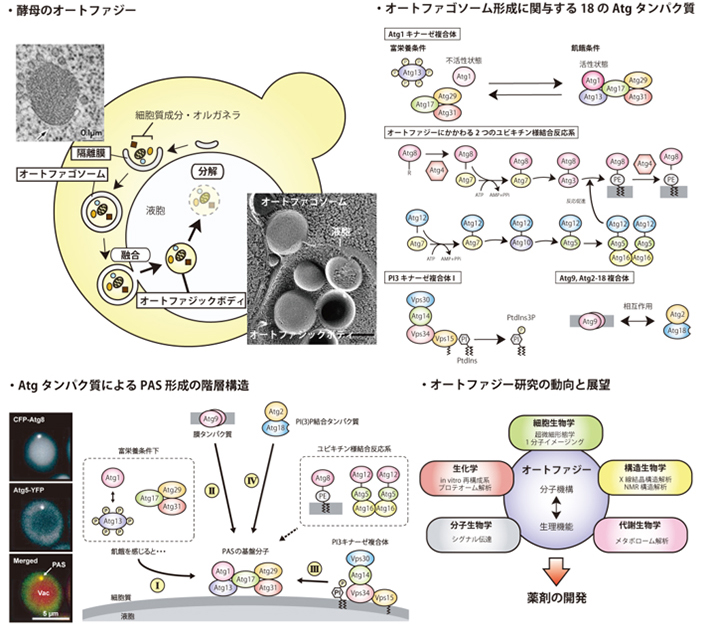 細胞の環境適応システム、オートファジーの分子機構と生理学的意義の解明