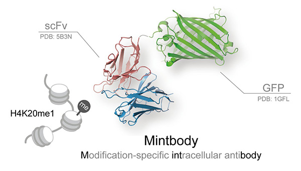 H4K20me1を直接検出する細胞内抗体プローブH4K20me1-mintbody