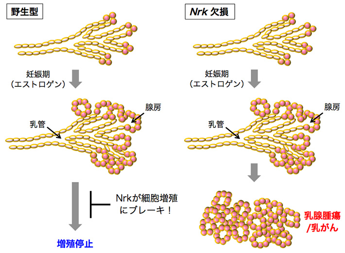 Nrk欠損による乳腺上皮細胞の増殖制御の破綻