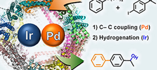 Protein cages for designing various catalytic reactions