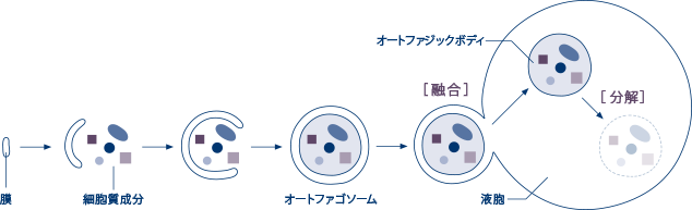 オートファジーの仕組み