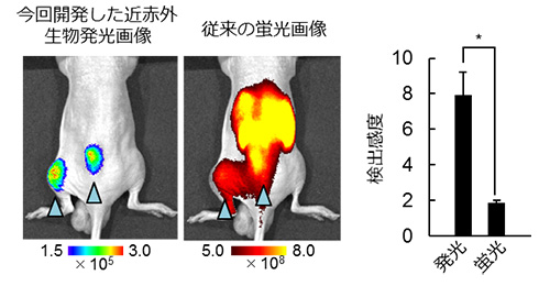 低酸素誘導因子が活性化した皮下腫瘍のイメージングの違い（左）と今回開発した近赤外生物発光画像（発光）と従来の蛍光画像（蛍光）の検出感度（特異的シグナル／非特異的シグナル）の比較（右）