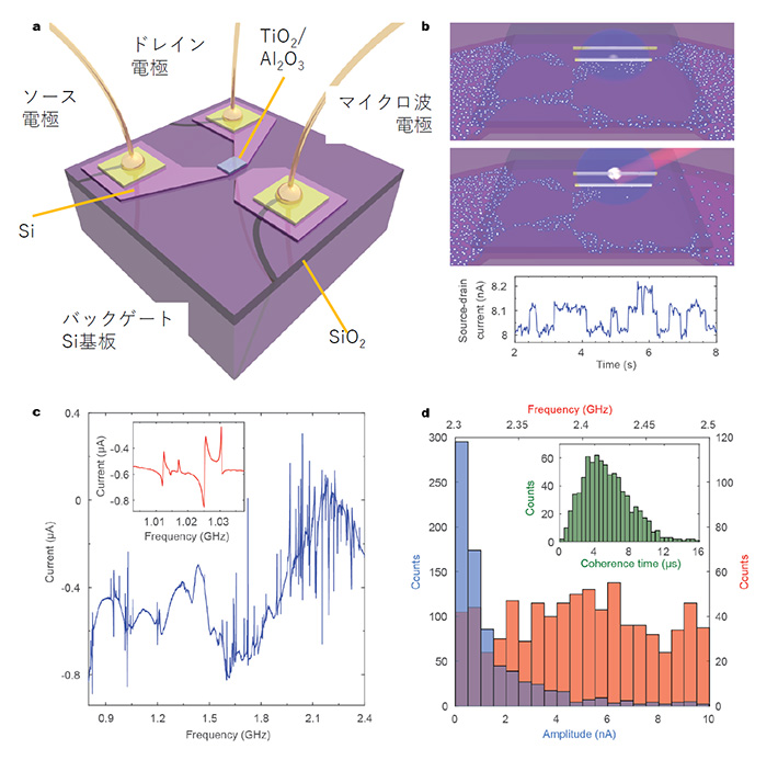 （a）本研究で用いた電界効果トランジスタの模式図。（b）欠陥（トラップ）に捕獲された電子とマイクロ波の相互作用により、トランジスタチャネルの電流経路が変化する様子の模式図（上）とトラップに出入りする電子による電流の時間変化、80 Kで測定（下）。（c）チャネル電流の広帯域マイクロ波スペクトル。4.2 Kで測定。鋭いスパイク状の電流変化は高分解能プロット（挿入図）でファノ型とローレンツ型に分離される。（d）状態密度分布（赤）と電流分布（青）およびコヒーレンス時間（挿入図）のヒストグラム。