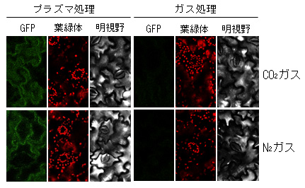 タバコ葉内に導入されたsGFP-CyaAタンパク質の共焦点顕微鏡写真